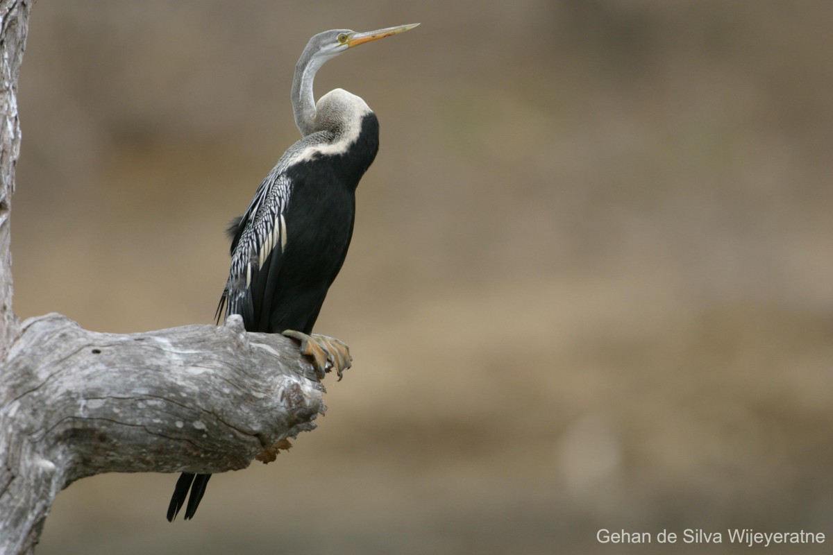 Anhinga